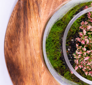 Mossed Terrariums
