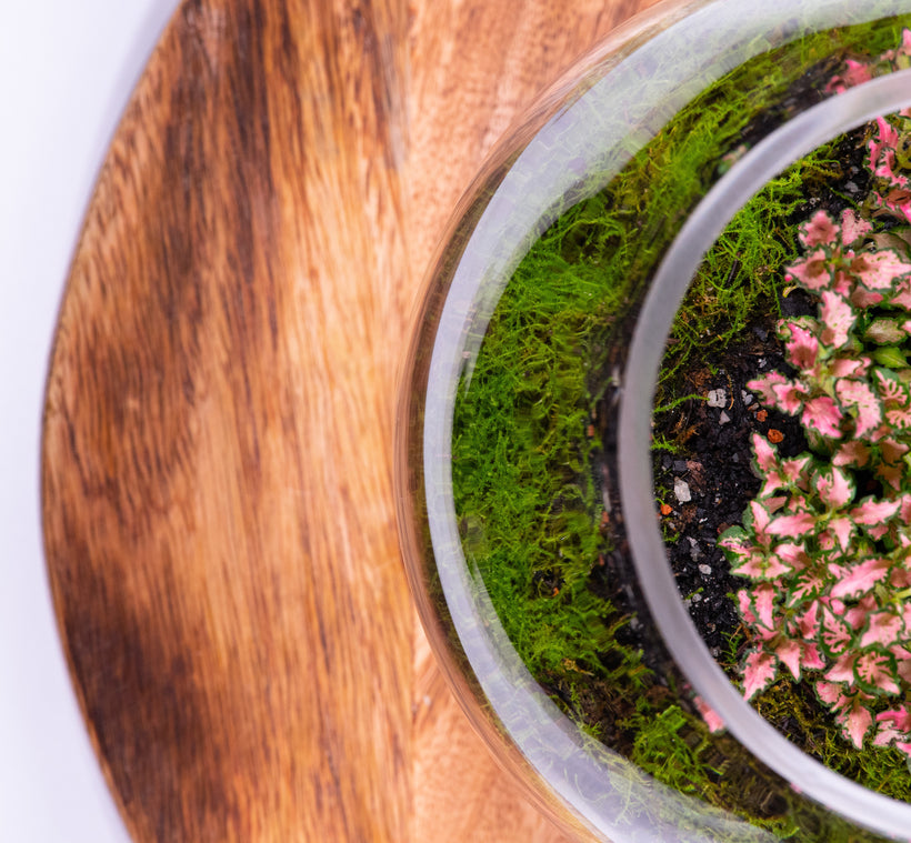 Mossed Terrariums