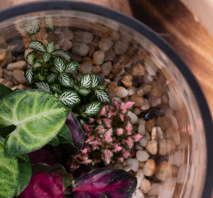 Pebbled Terrariums