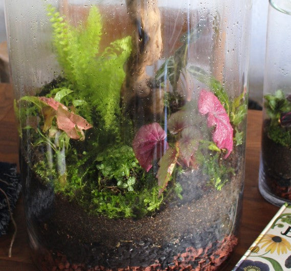 Custom Terrariums