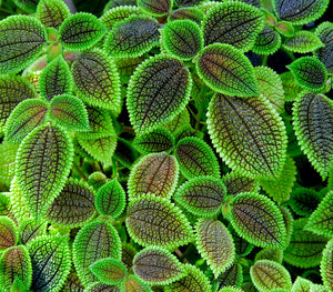 Terrarium Plants