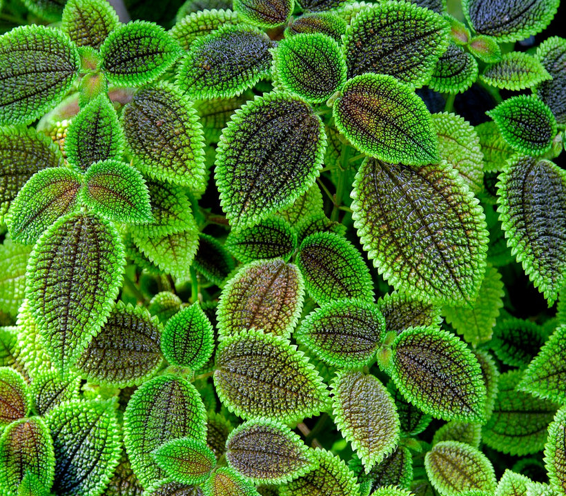 Terrarium Plants