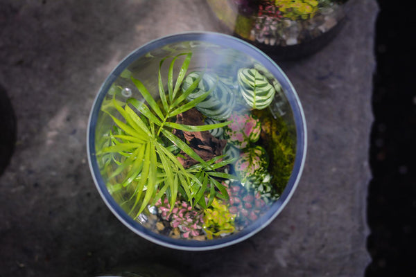 Terra Platinum Terrarium