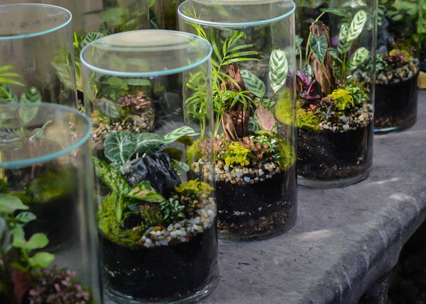 Terra Platinum Terrarium