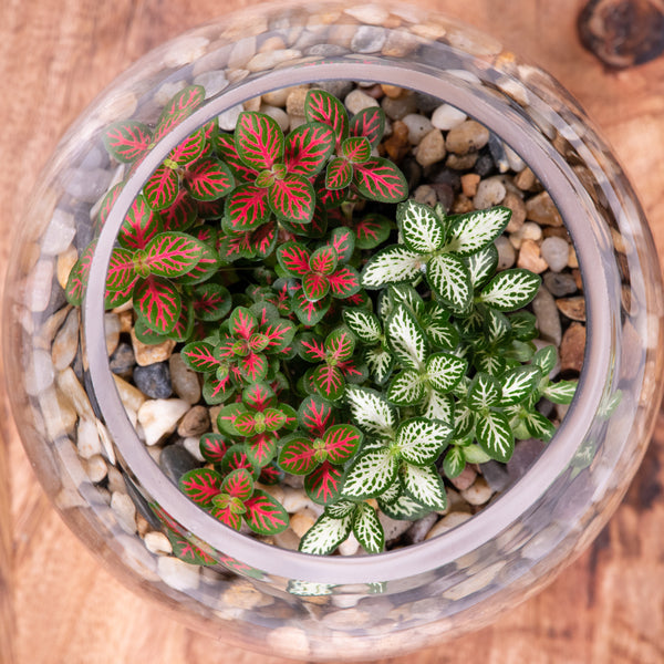 Mini Pebbled Terrarium