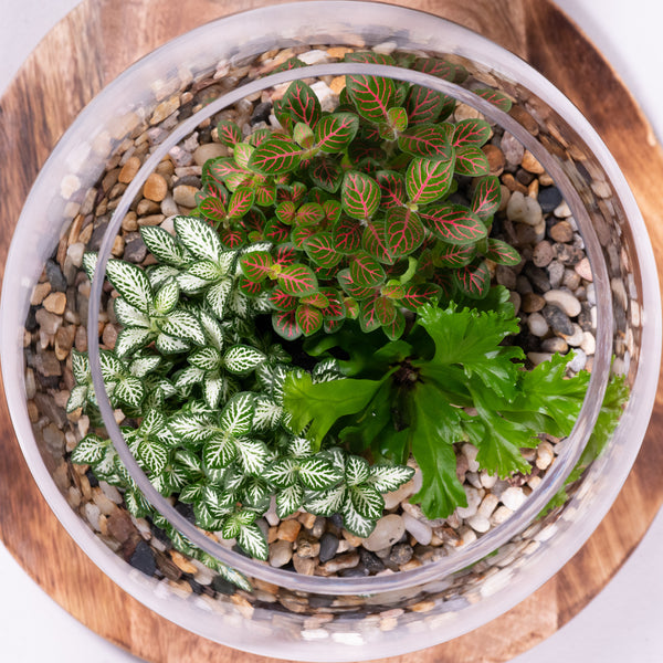 Eco Pebbled Terrarium
