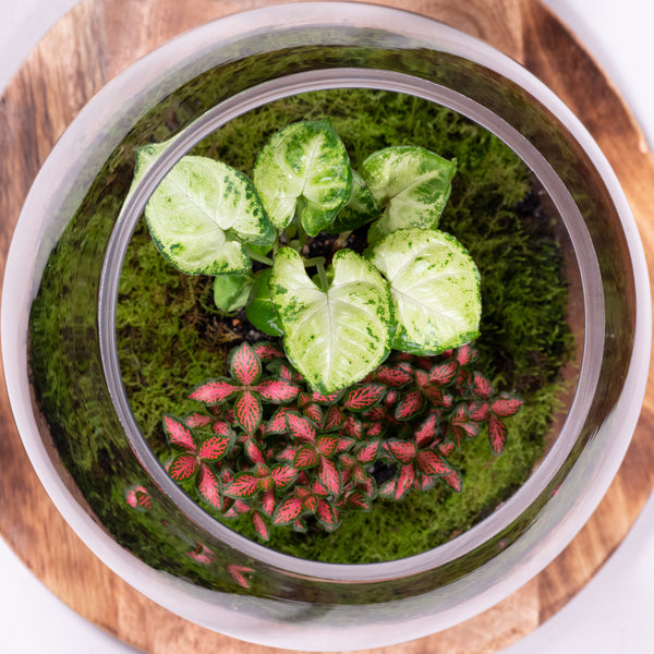 Eco Platinum - Mossed Terrarium