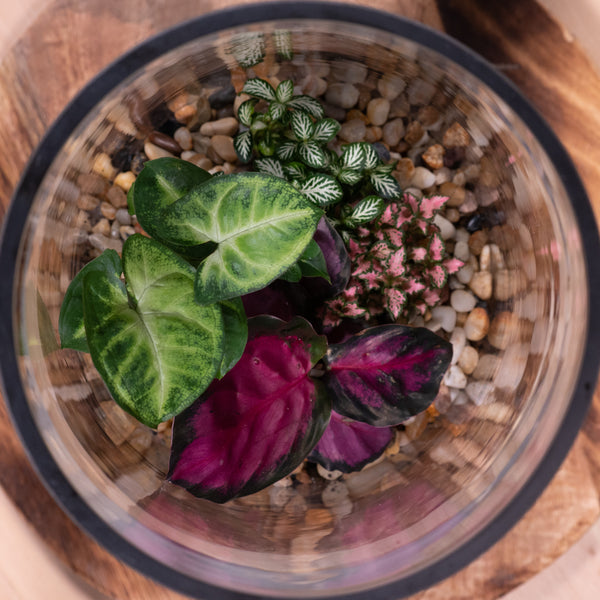 Terra Pebbled Terrarium