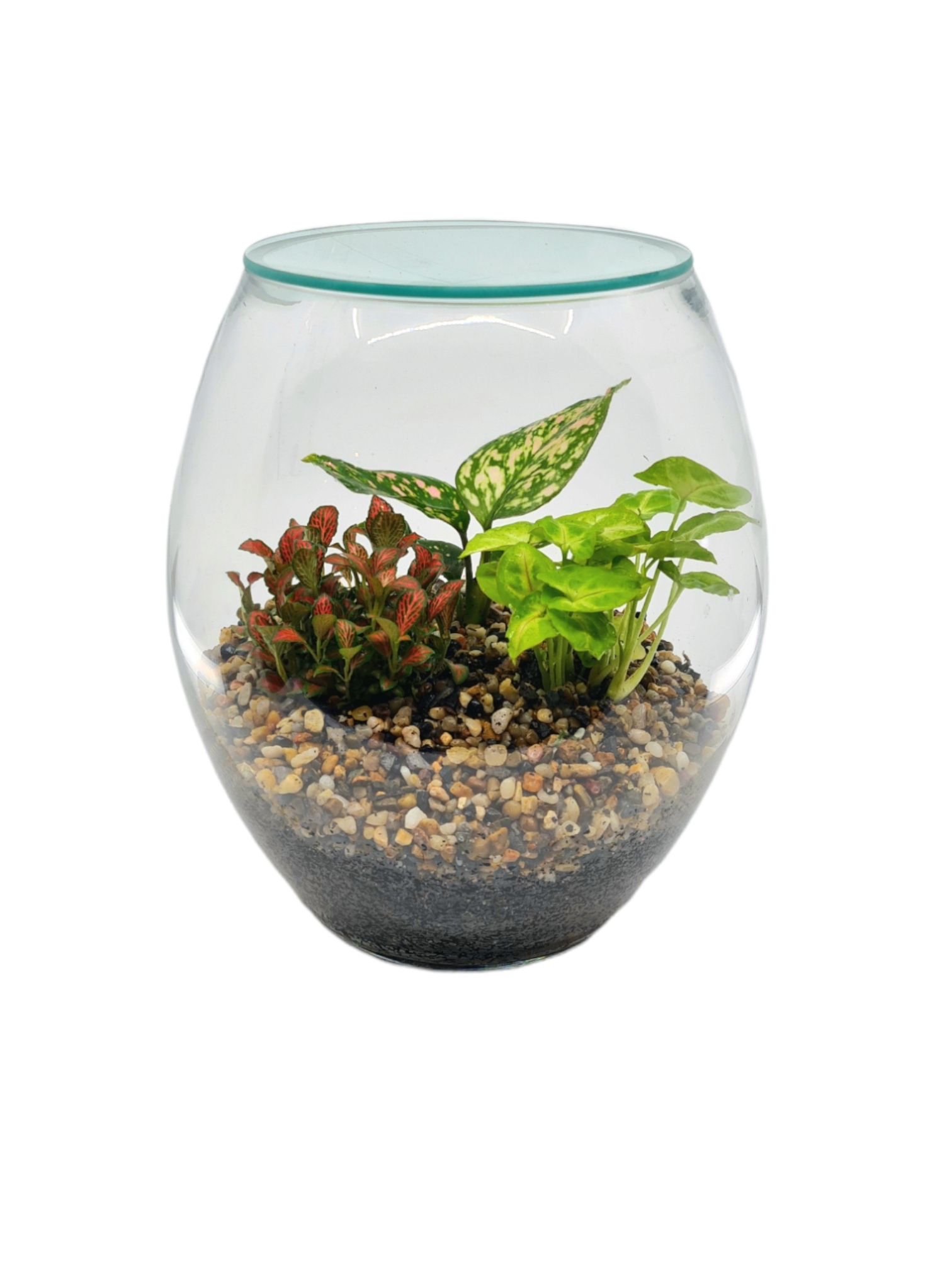 Eco Pebbled Terrarium