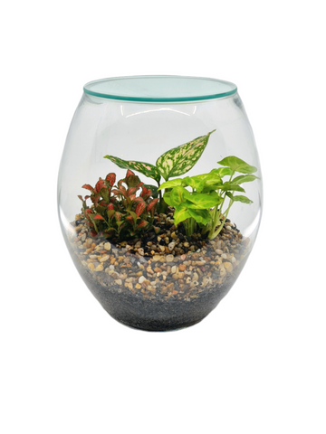 Eco Pebbled Terrarium