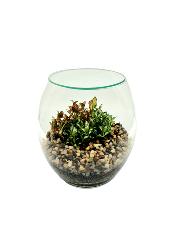 Micro Pebbled Terrarium